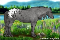 Horse Color:Liver Chestnut Appaloosa 