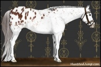 Horse Color:White Spotted Bay Appaloosa