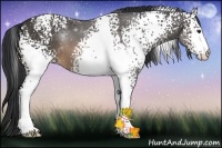 Horse Color:White Spotted Buckskin 