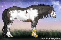 Horse Color:Buckskin Sabino Frame 