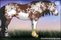Horse Color:White Spotted Bay Ice Frame 