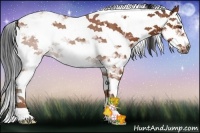 Horse Color:Bay Ice Sabino 