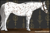 Horse Color:Brown Appaloosa