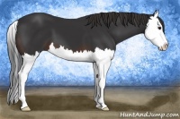 Horse Color:Brown Sabino Splash