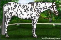 Horse Color:Black Appaloosa 