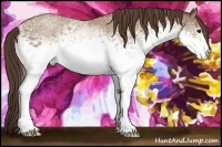Horse Color:White Spotted Classic Champagne 