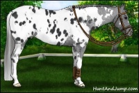 Horse Color:White Spotted Black Blanket 