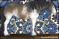 Horse Color:White Spotted Buckskin Roan