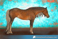 Horse Color:Chocolate Palomino 