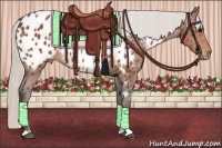 Horse Color:Silver Brown Sabino Appaloosa 
