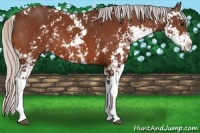 Horse Color:Silver Brown Sabino 