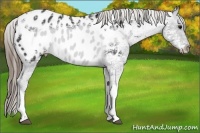 Horse Color:Smoky Black Ice Tobiano Appaloosa 