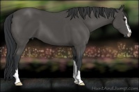 Horse Color:Black Sabino 