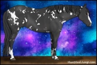 Horse Color:White Spotted Black Sabino 