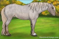 Horse Color:Red Ice Roan Varnish Rabicano 