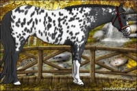 Horse Color:Black Near Leopard 