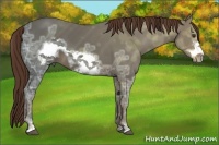Horse Color:Liver Chestnut Ice Sabino Frame 