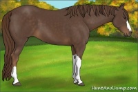 Horse Color:Liver Chestnut 