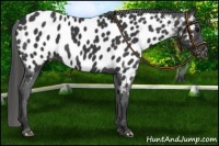 Horse Color:Black Near Leopard 