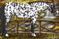 Horse Color:Black Appaloosa 
