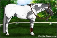 Horse Color:White Spotted Black Appaloosa 