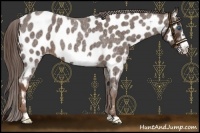 Horse Color:Liver Red Roan Frame Appaloosa 