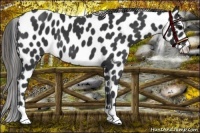 Horse Color:Black Appaloosa