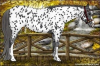 Horse Color:Black Appaloosa
