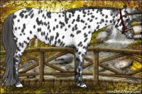 Horse Color:Black Near Leopard