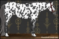 Horse Color:Black Near Leopard 