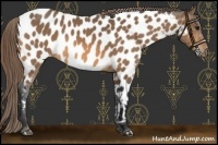 Horse Color:Buckskin Near Leopard