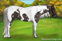 Horse Color:White Spotted Liver Chestnut Tobiano