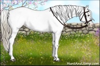 Horse Color:Red Dun Appaloosa 