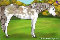 Horse Color:White Spotted Chocolate Palomino Dun Splash