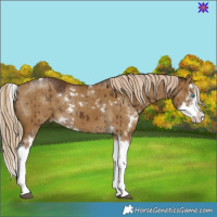 Horse Color:White Spotted Chocolate Palomino Dun Splash Brindle 