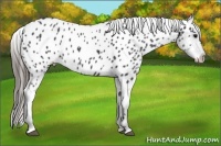 Horse Color:Blue Roan Appaloosa 