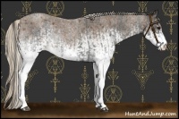 Horse Color:White Spotted Blue Roan Rabicano  and White Spotted Silver Blue Roan Rabicano 