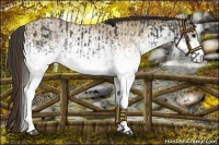 Horse Color:White Spotted Blue Roan Rabicano  and White Spotted Classic Champagne Roan Rabicano 