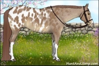 Horse Color:Bay Dun Appaloosa 