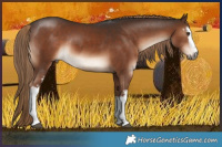 Horse Color:White Spotted Liver Chestnut Sabino Rabicano