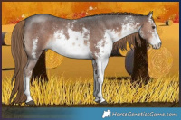 Horse Color:White Spotted Liver Chestnut Sabino Rabicano 