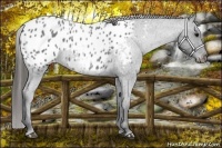 Horse Color:Blue Roan Appaloosa 