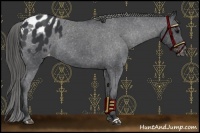 Horse Color:Black Appaloosa Rabicano 