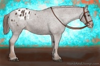 Horse Color:Liver Chestnut Appaloosa 