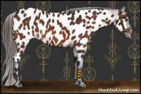 Horse Color:Bay Appaloosa 