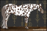 Horse Color:Liver Chestnut Near Leopard 