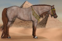 Horse Color:Red Roan