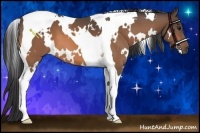 Horse Color:White Spotted Buckskin Tobiano 