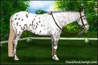 Horse Color:Liver Chestnut Near Leopard 