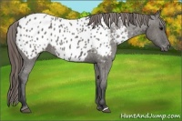 Horse Color:Grullo Appaloosa